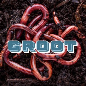 Groot